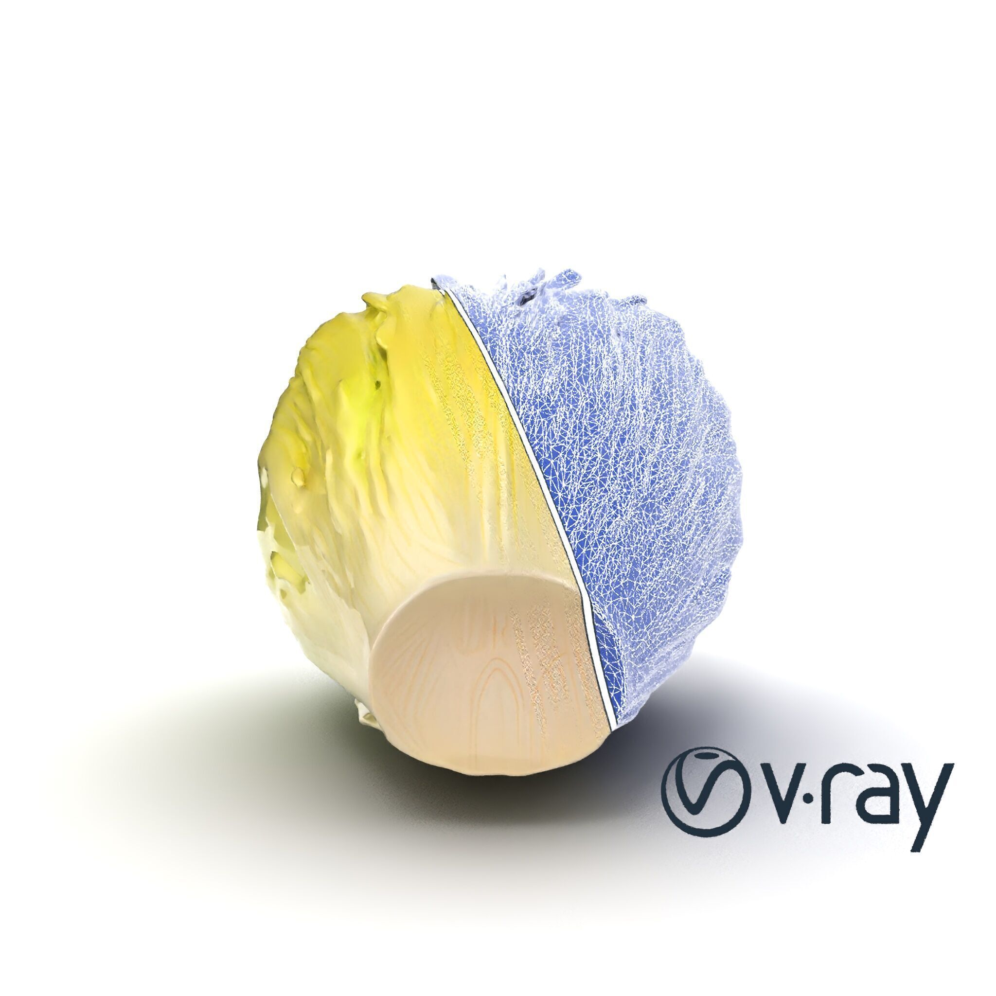 Realistic Chinese Cabbage Model Pack Low-poly 3D model_21