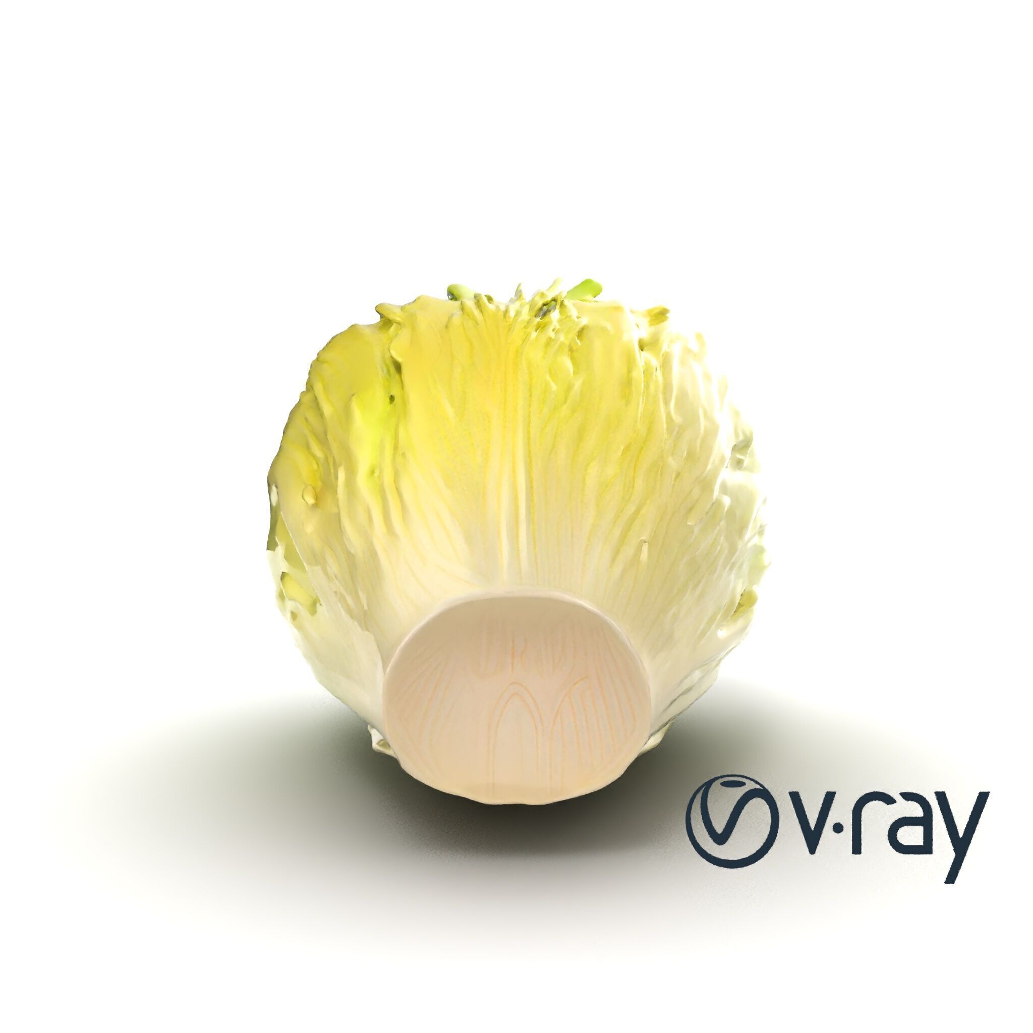 Realistic Chinese Cabbage Model Pack Low-poly 3D model_20