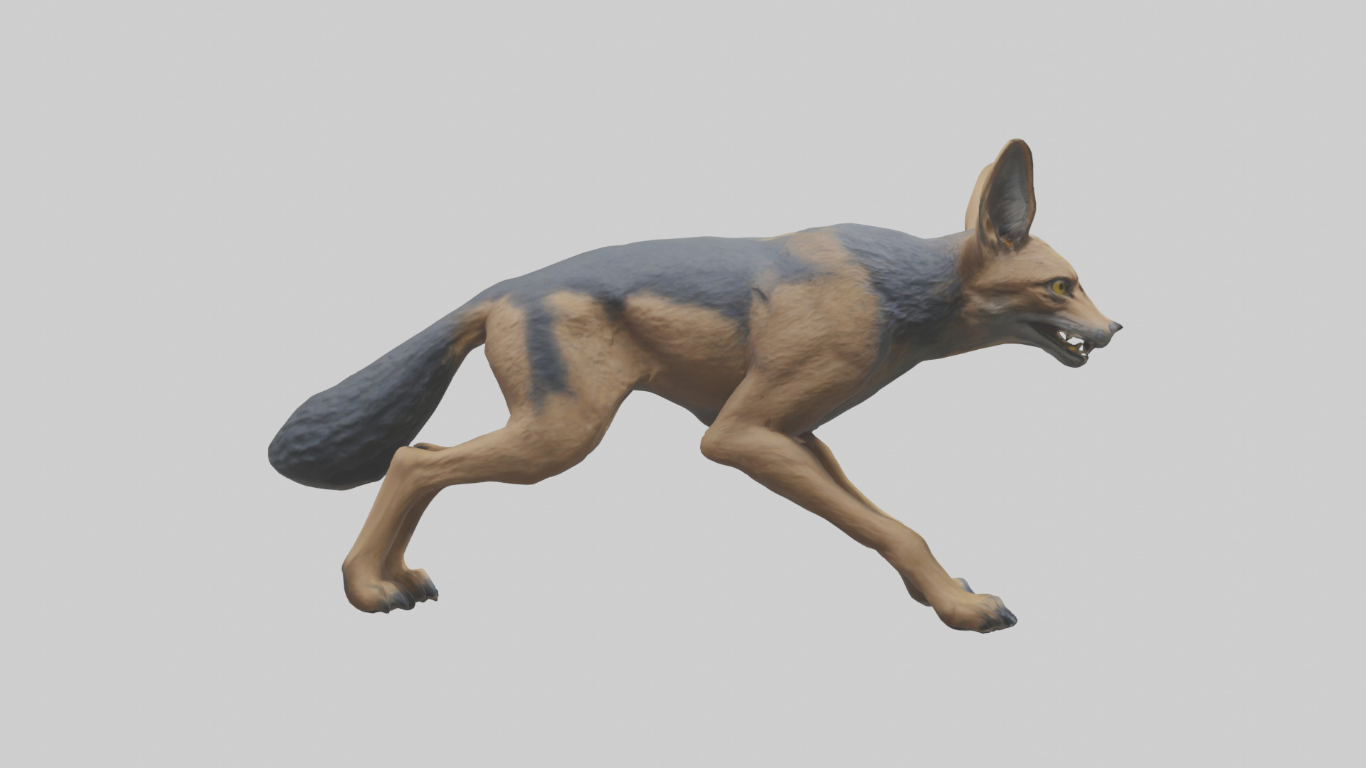 Jackal prowling model Low-poly 3D model_2