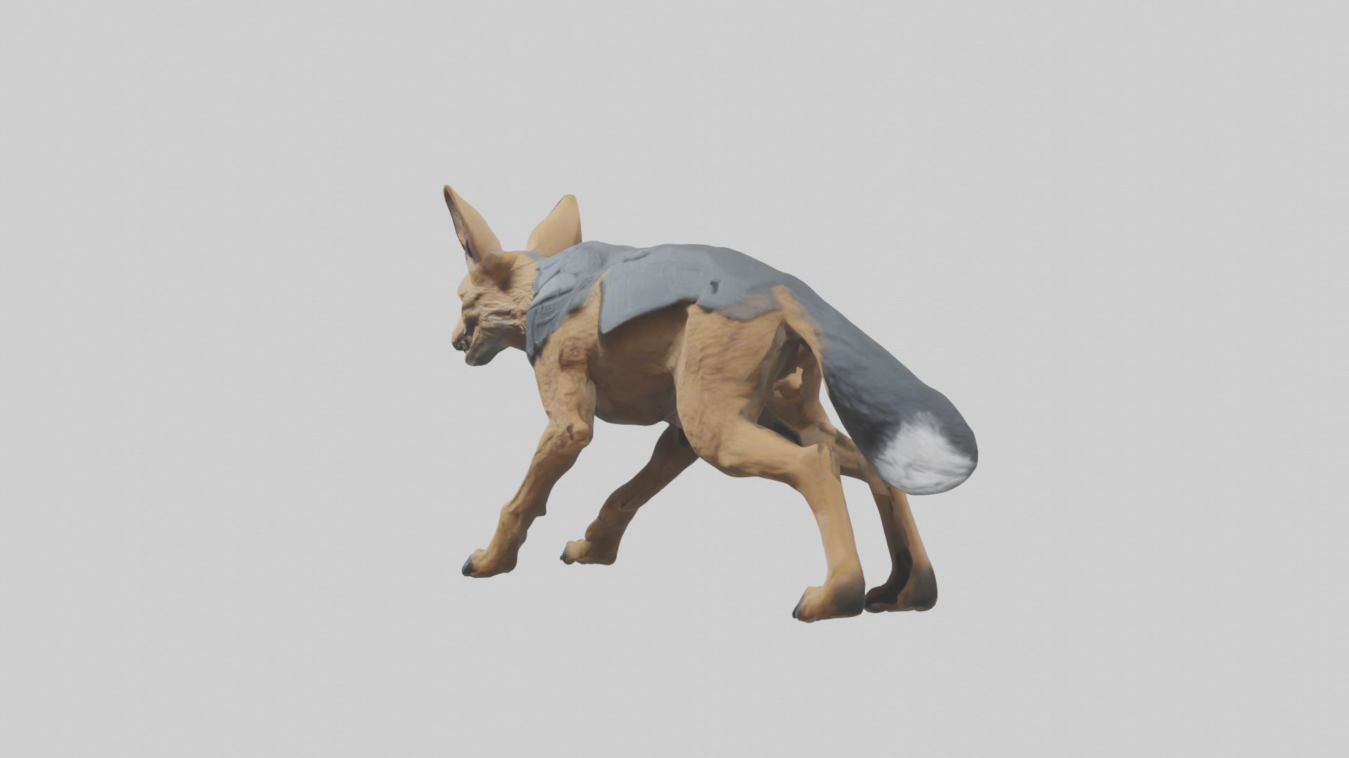 Jackal prowling model Low-poly 3D model_12