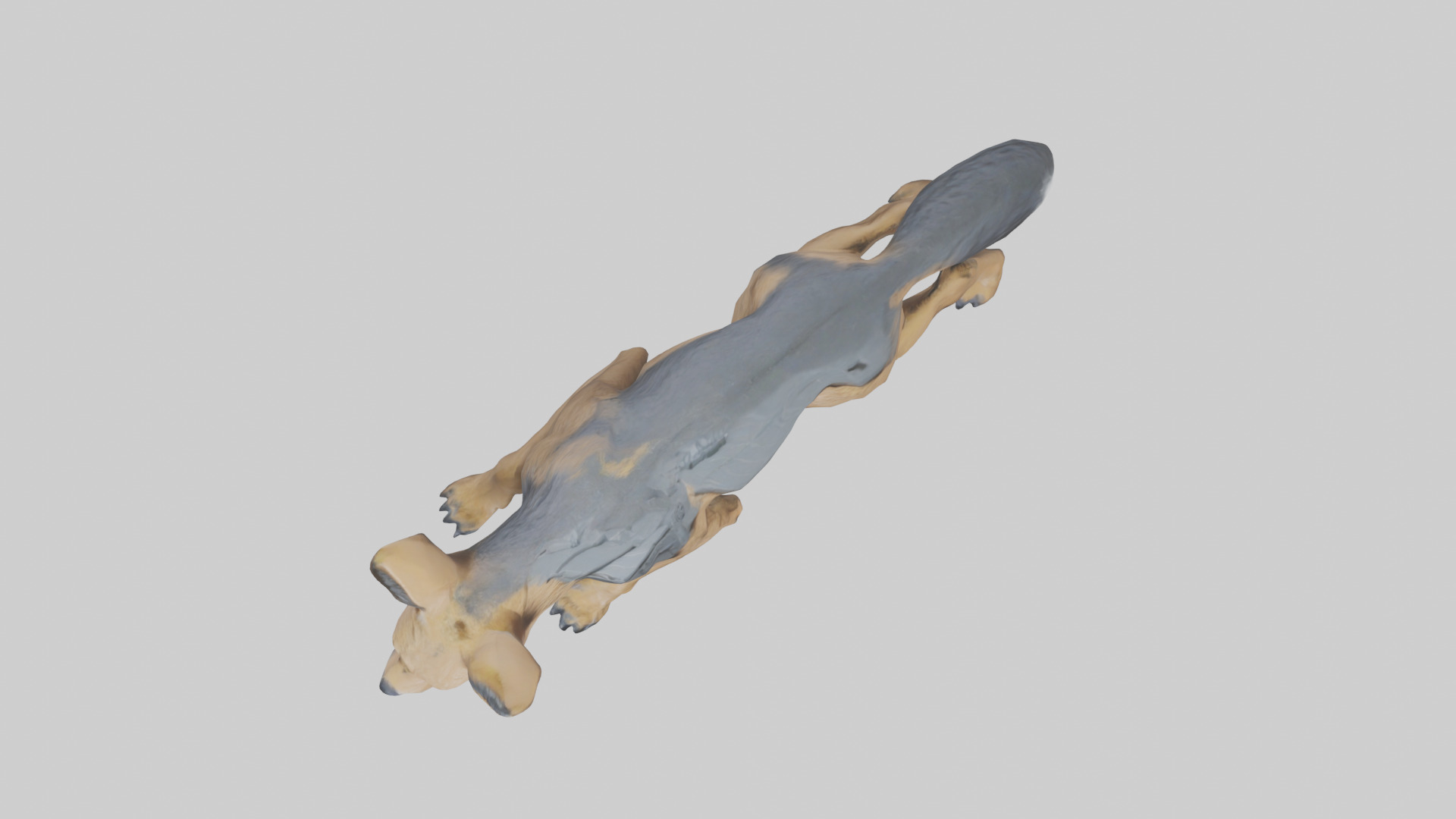 Jackal prowling model Low-poly 3D model_14
