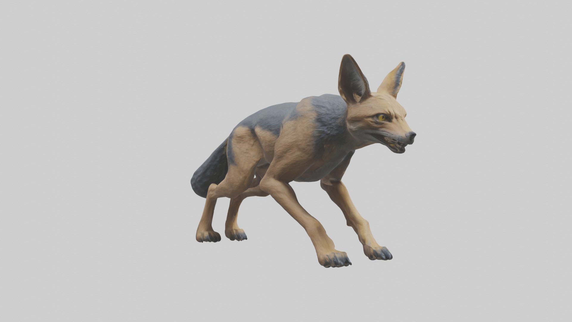 Jackal prowling model Low-poly 3D model_13