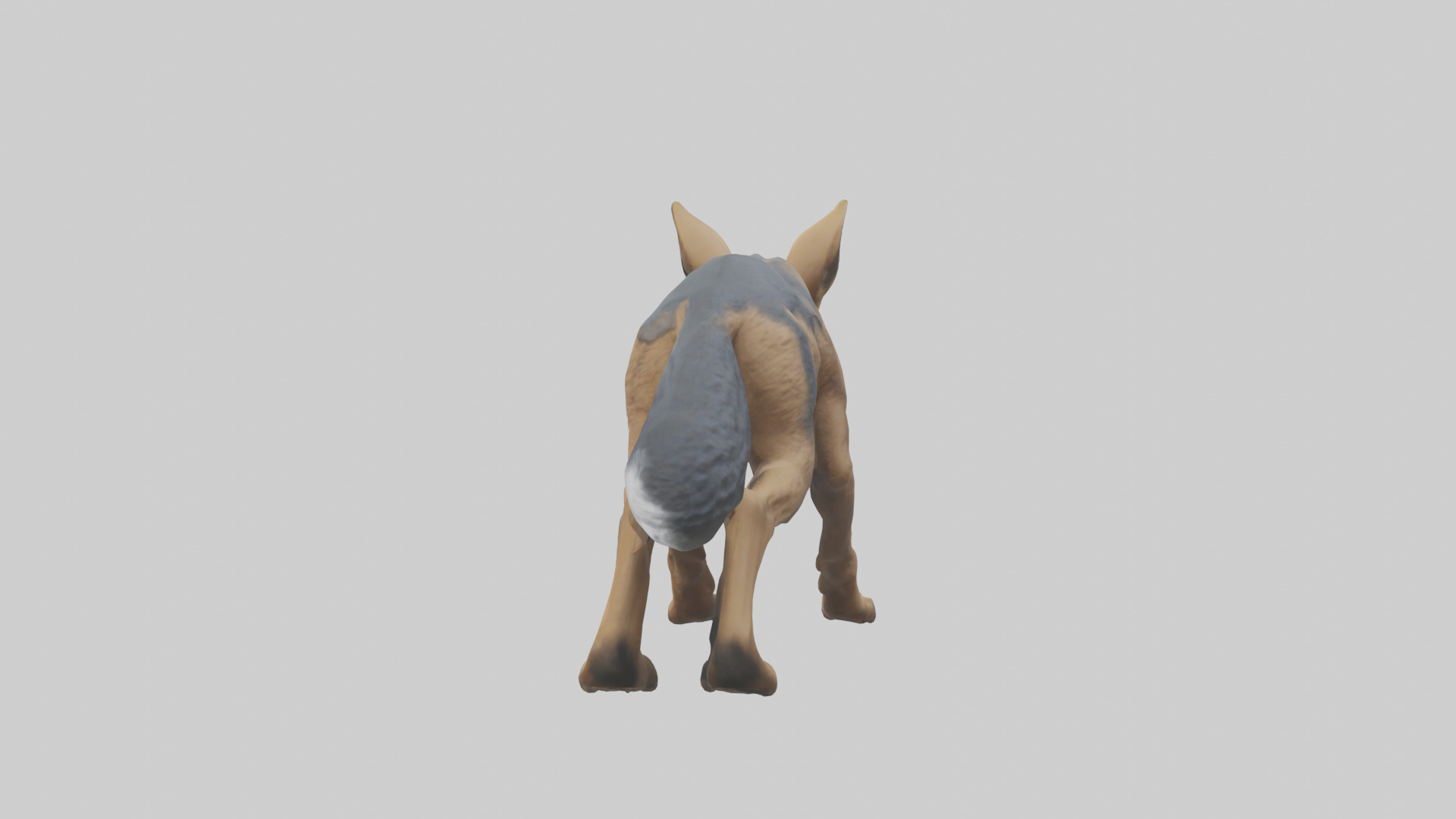 Jackal prowling model Low-poly 3D model_1