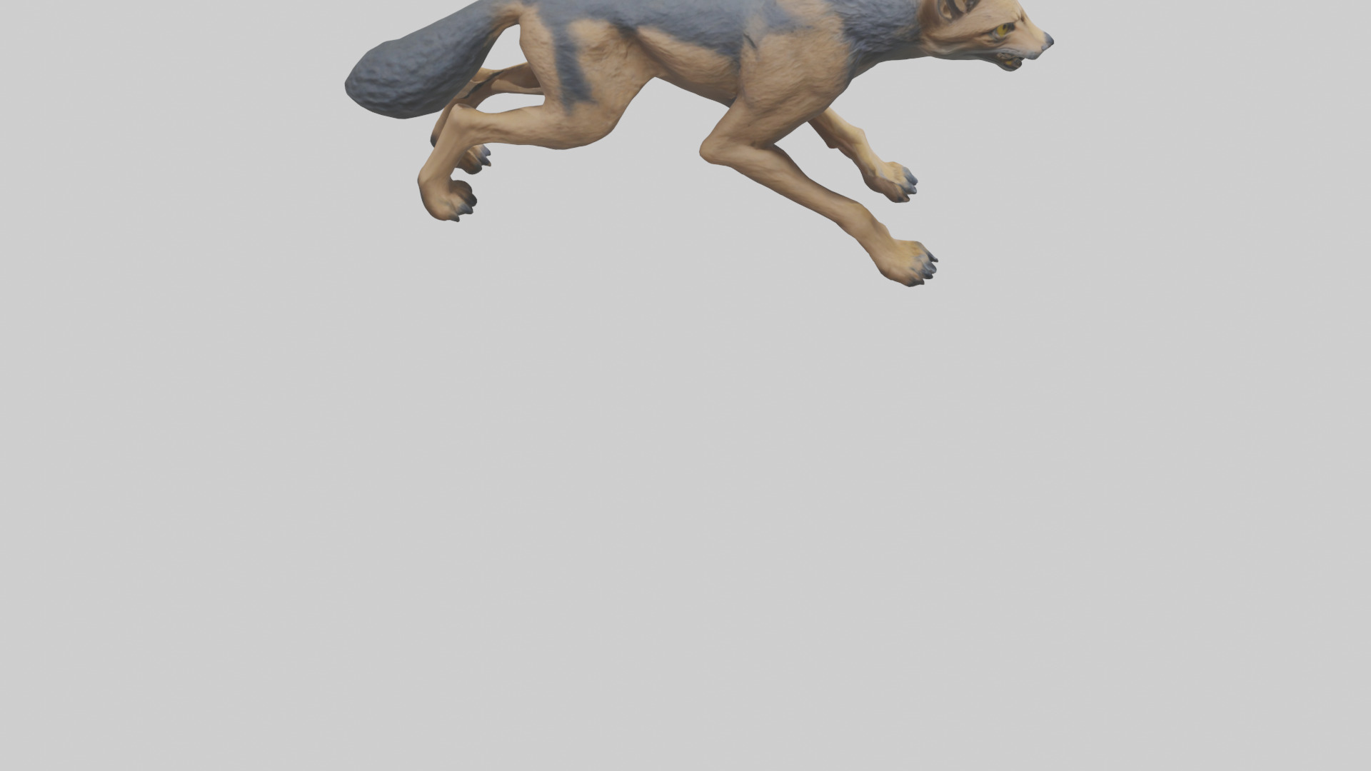 Jackal prowling model Low-poly 3D model_4