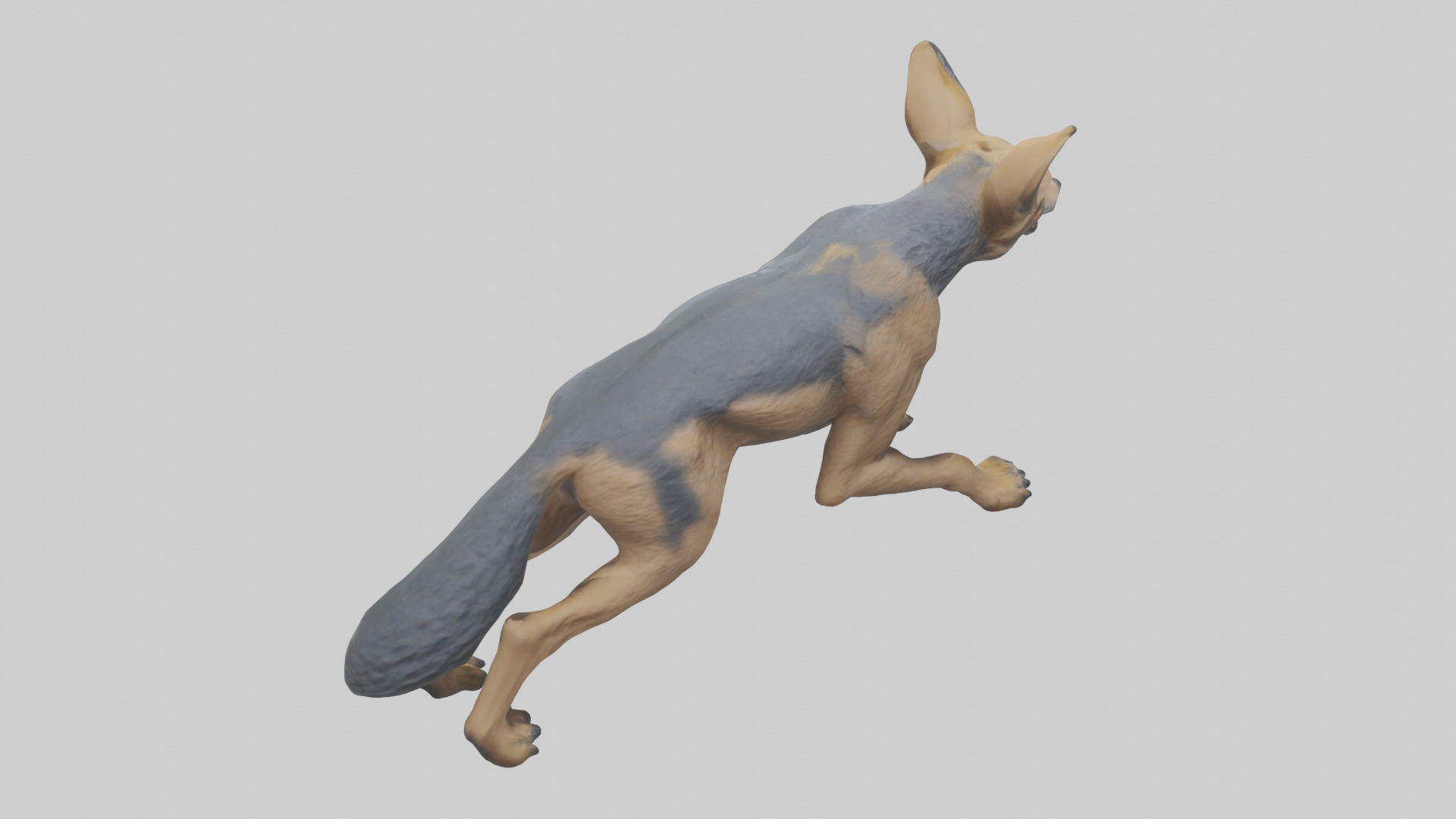 Jackal prowling model Low-poly 3D model_15
