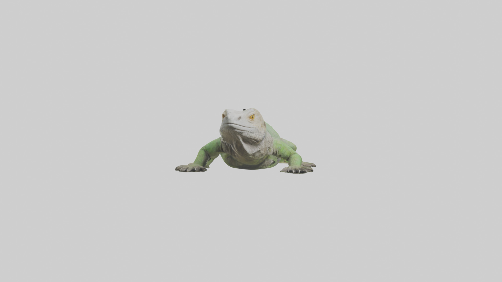 Jamaican Iguana basking model Low-poly 3D model_9