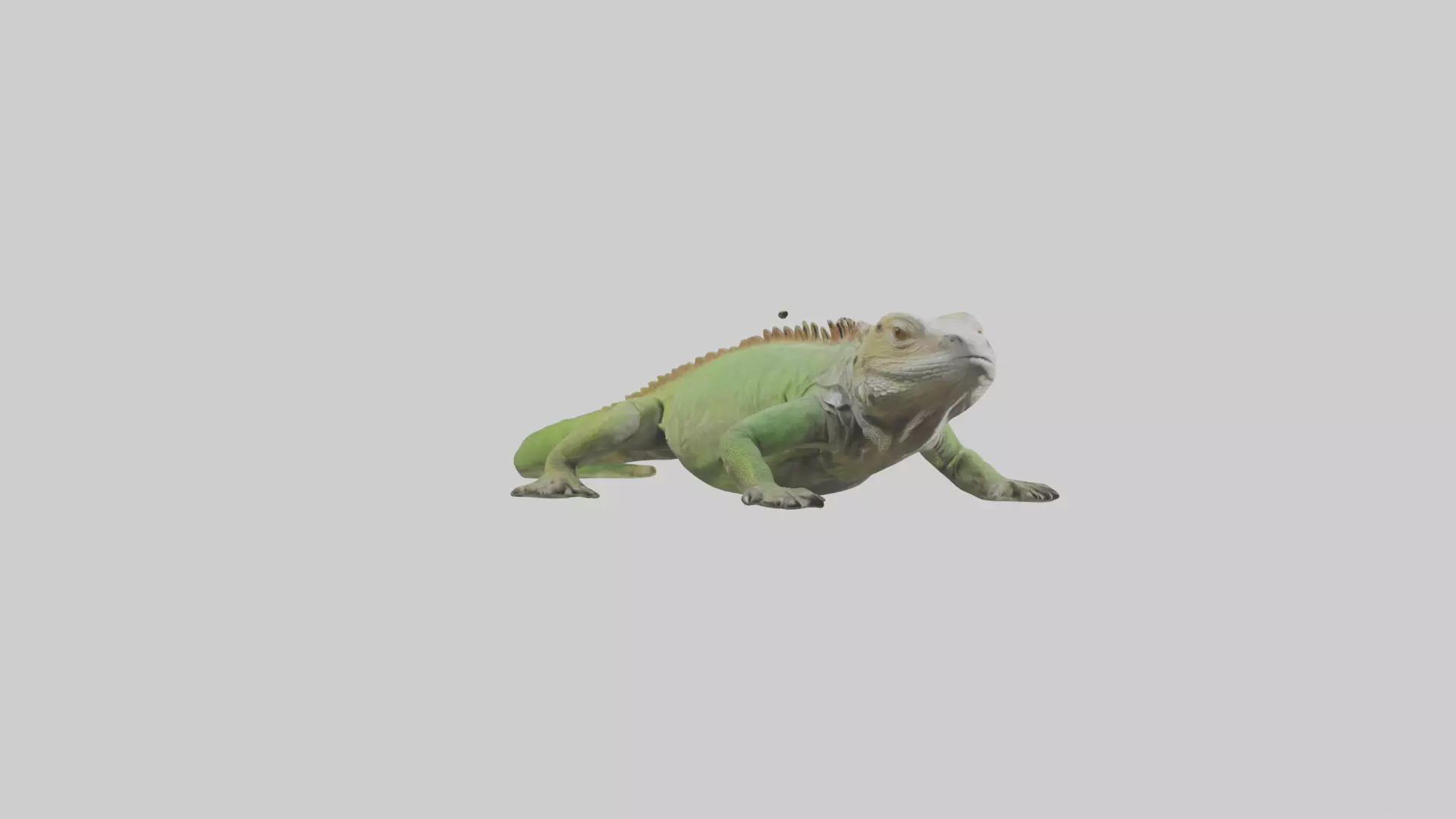 Jamaican Iguana basking model Low-poly 3D model_0