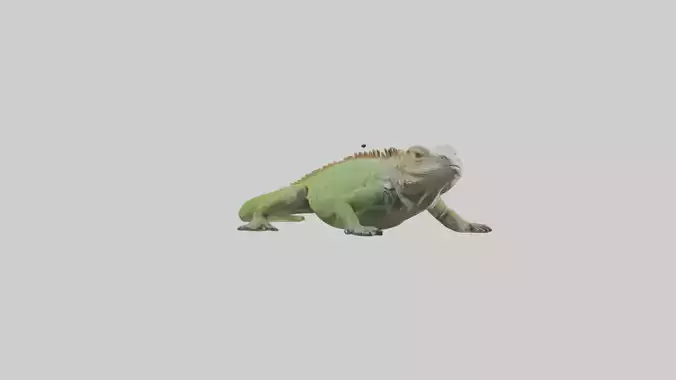 Jamaican Iguana basking model Low-poly 3D model