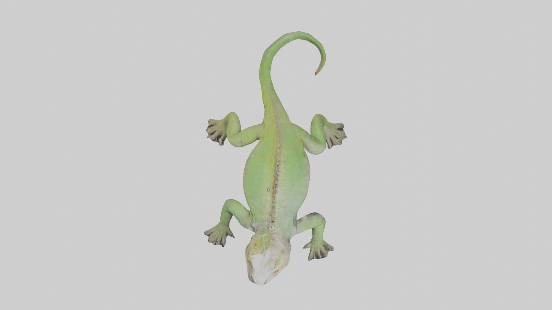 Jamaican Iguana basking model Low-poly 3D model_14