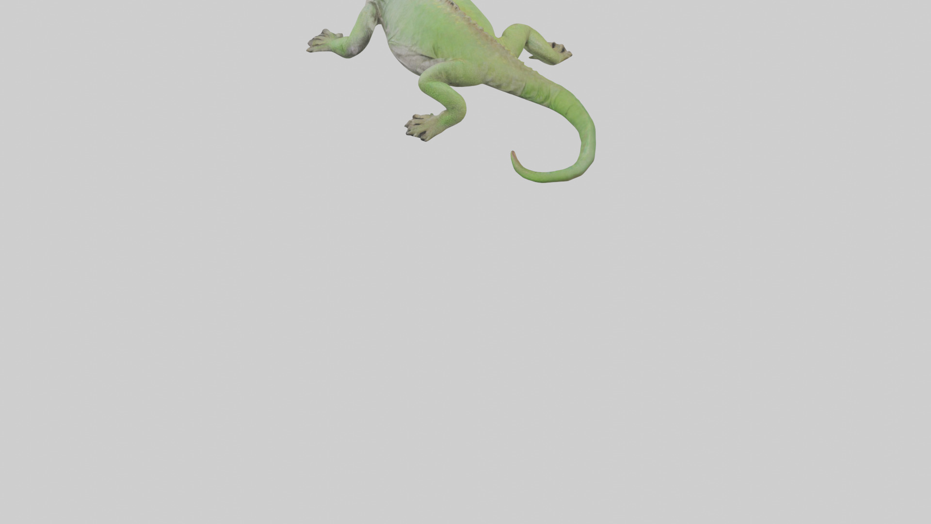 Jamaican Iguana basking model Low-poly 3D model_5