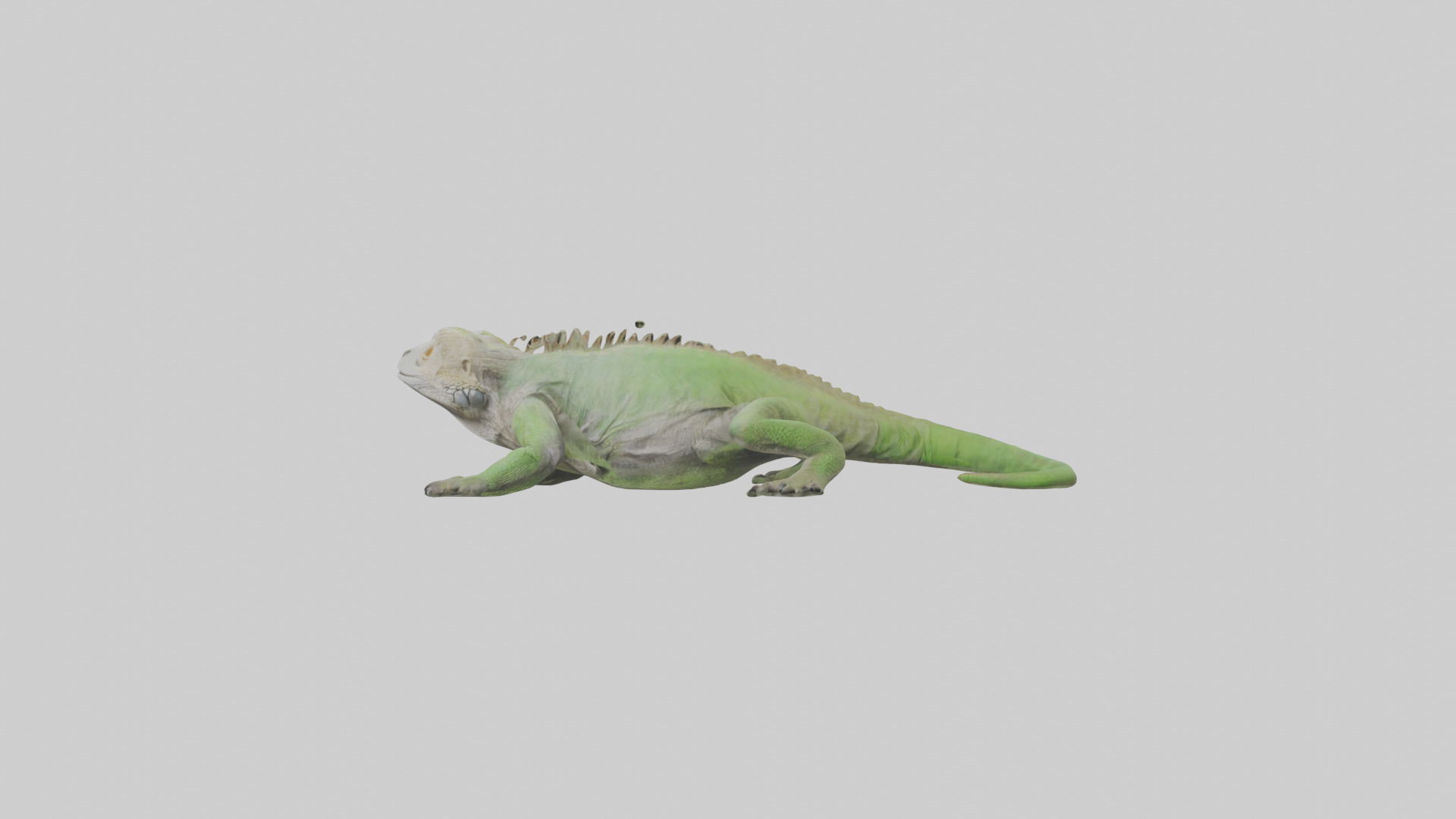 Jamaican Iguana basking model Low-poly 3D model_12