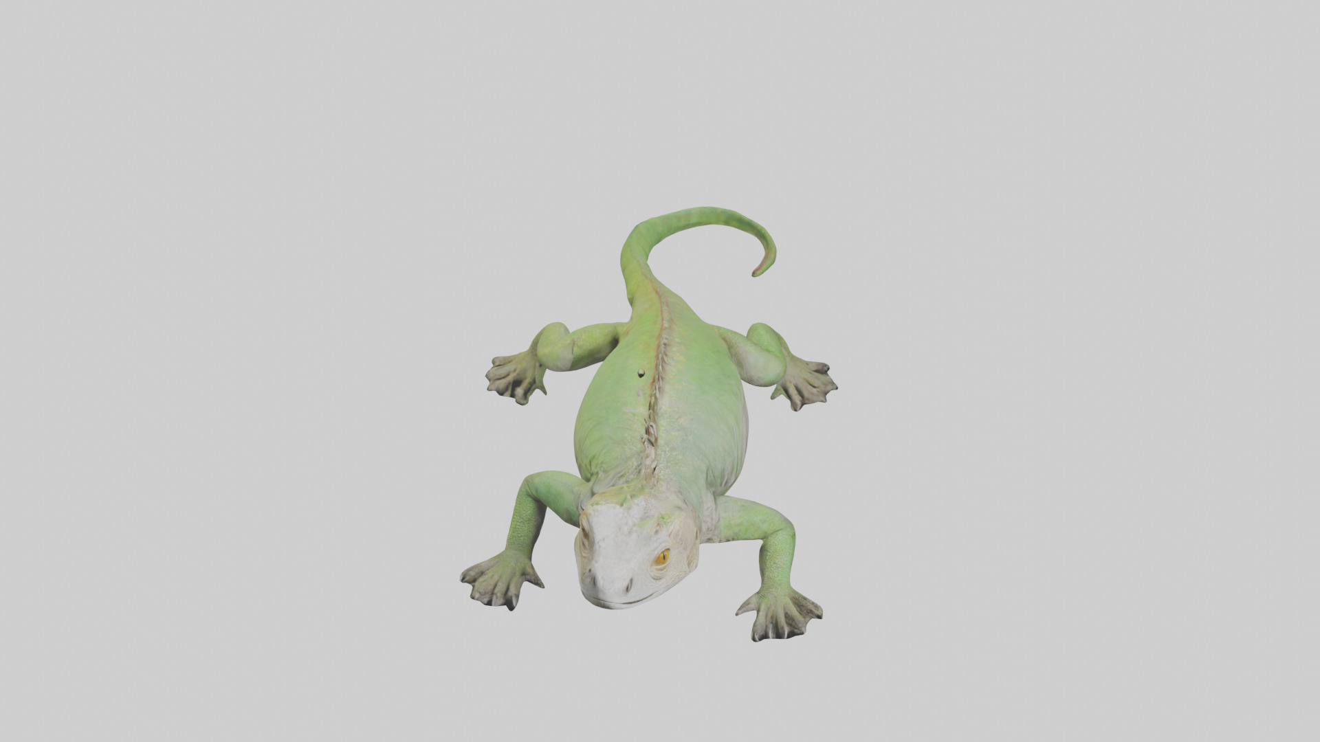 Jamaican Iguana basking model Low-poly 3D model_16