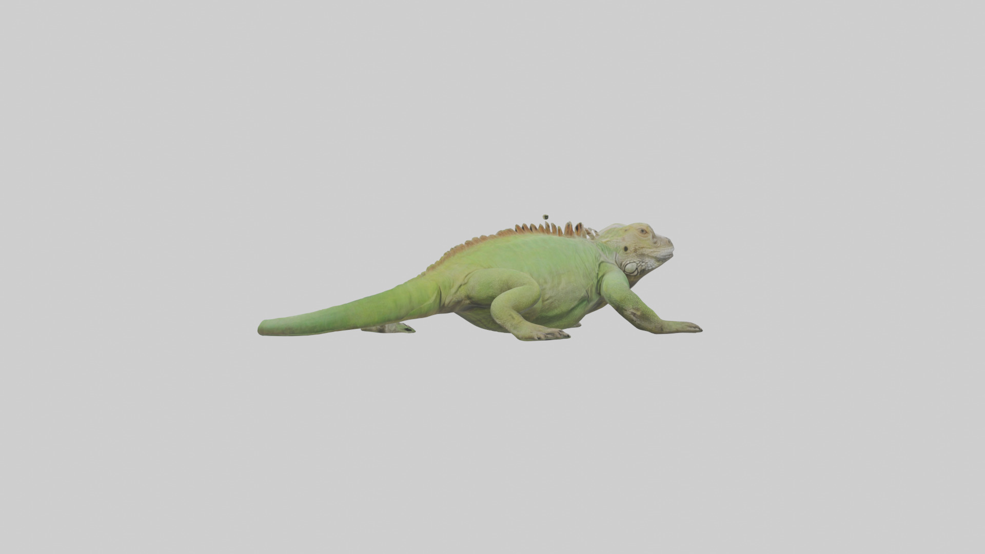 Jamaican Iguana basking model Low-poly 3D model_4