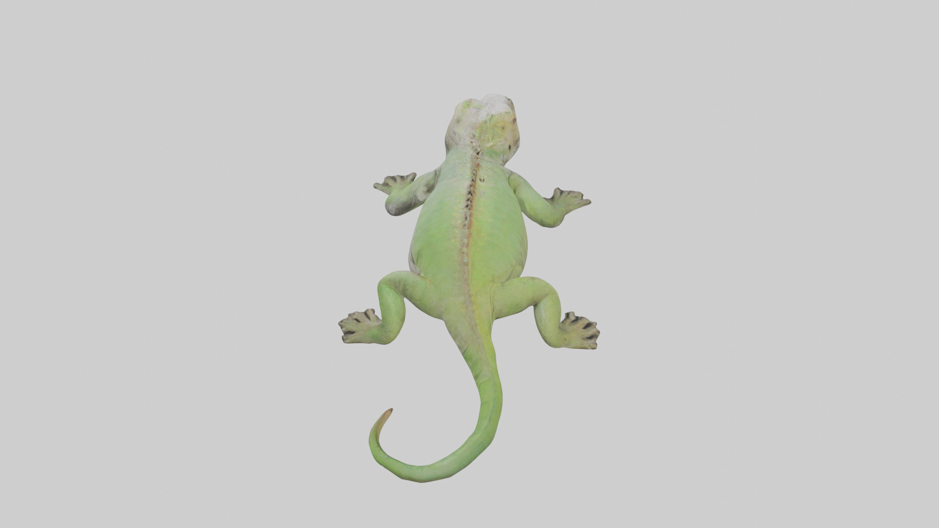 Jamaican Iguana basking model Low-poly 3D model_15
