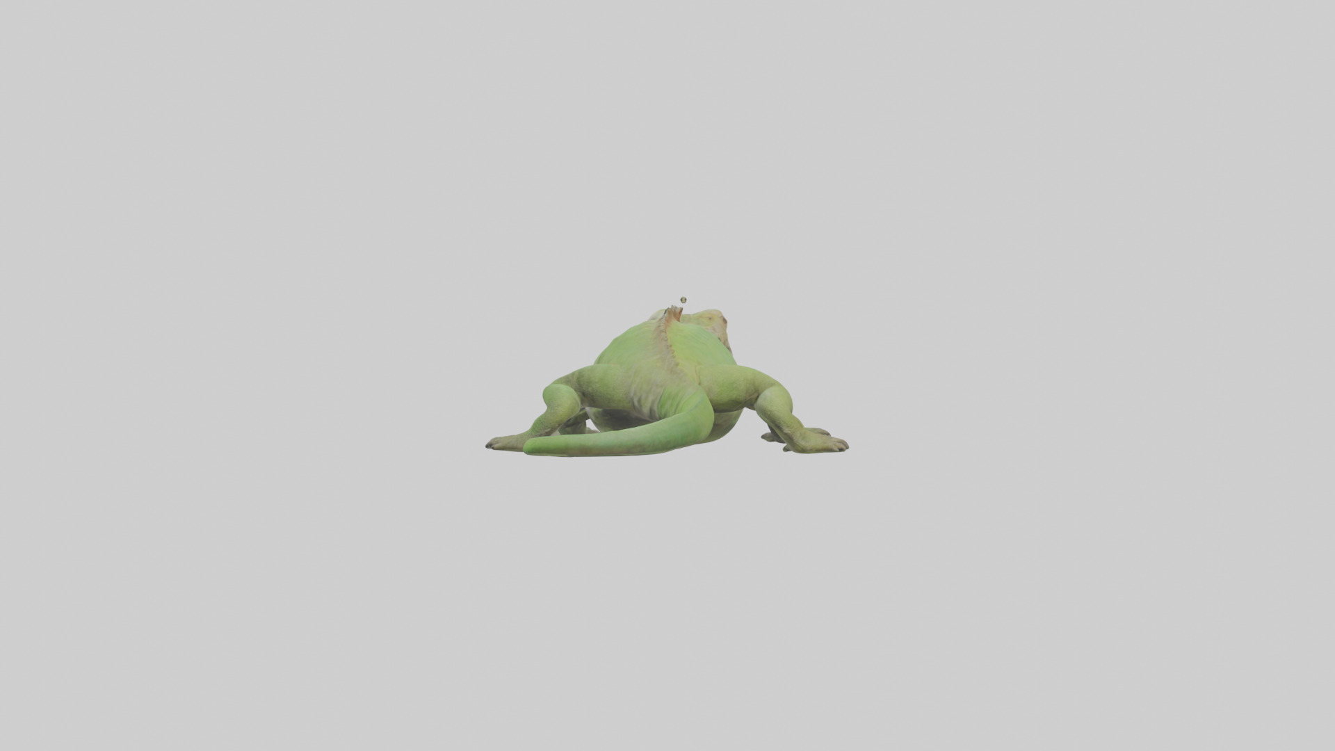 Jamaican Iguana basking model Low-poly 3D model_2