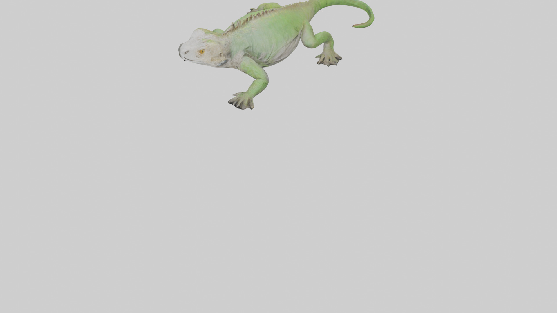 Jamaican Iguana basking model Low-poly 3D model_7