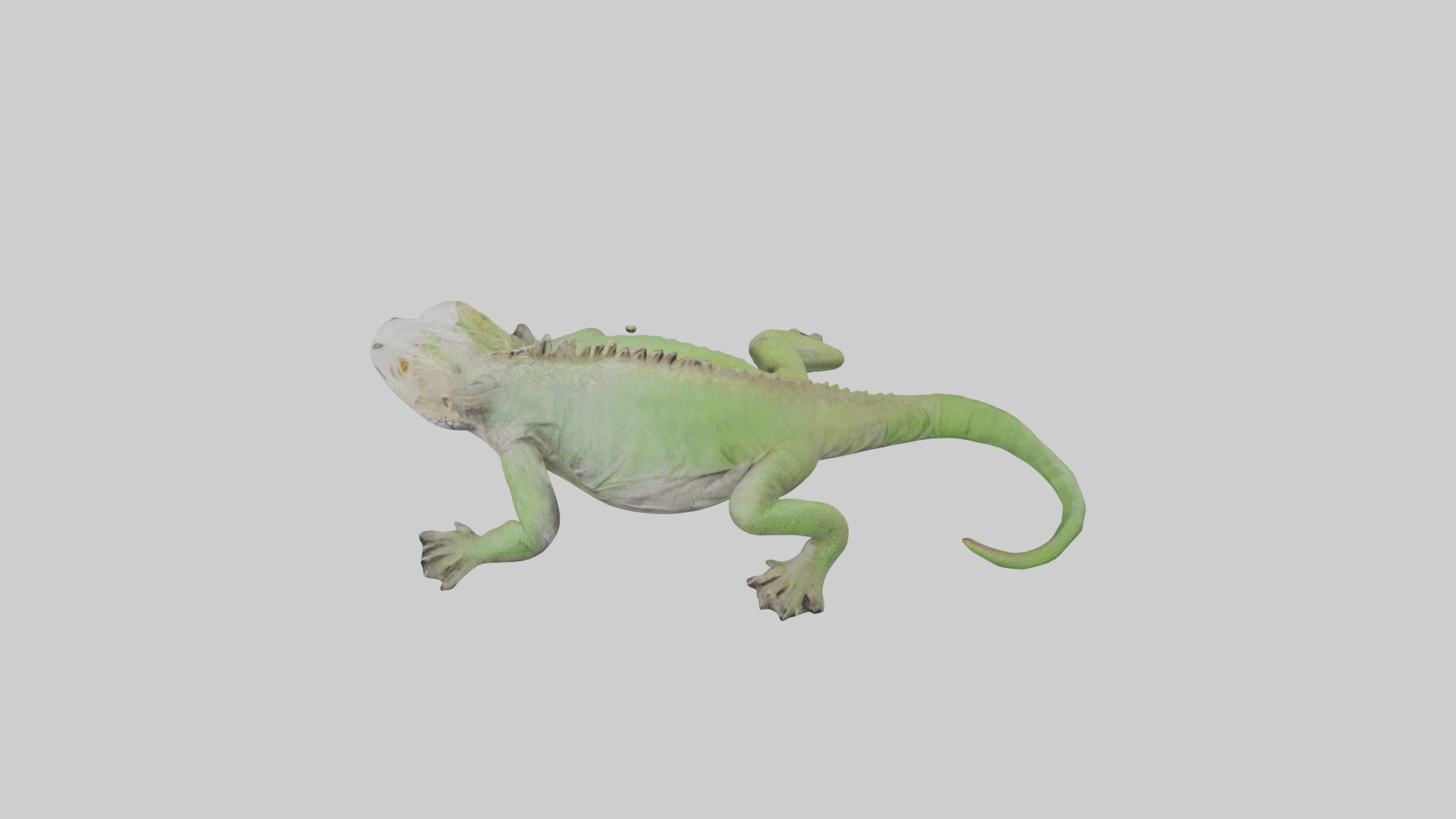 Jamaican Iguana basking model Low-poly 3D model_17