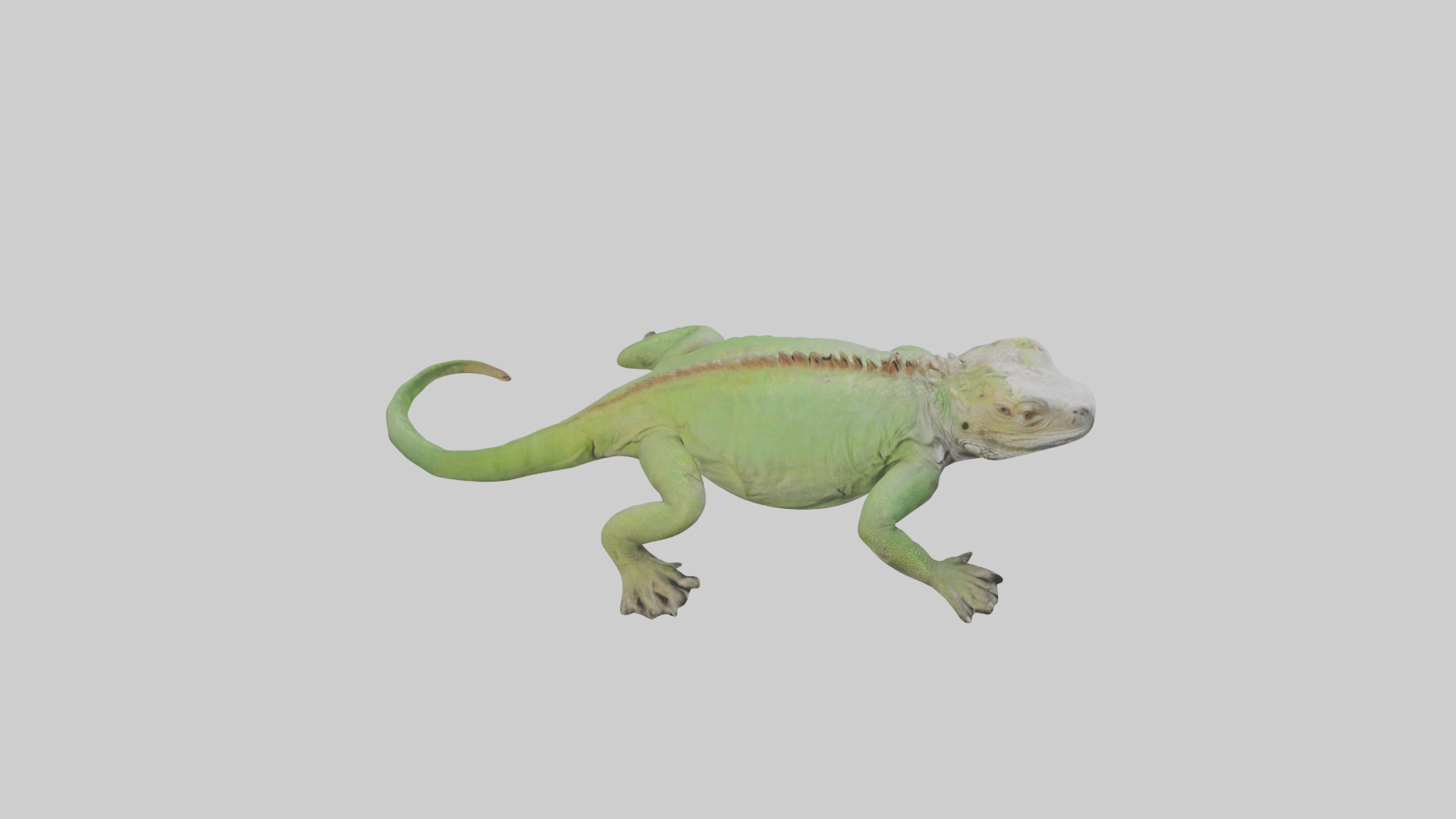 Jamaican Iguana basking model Low-poly 3D model_18