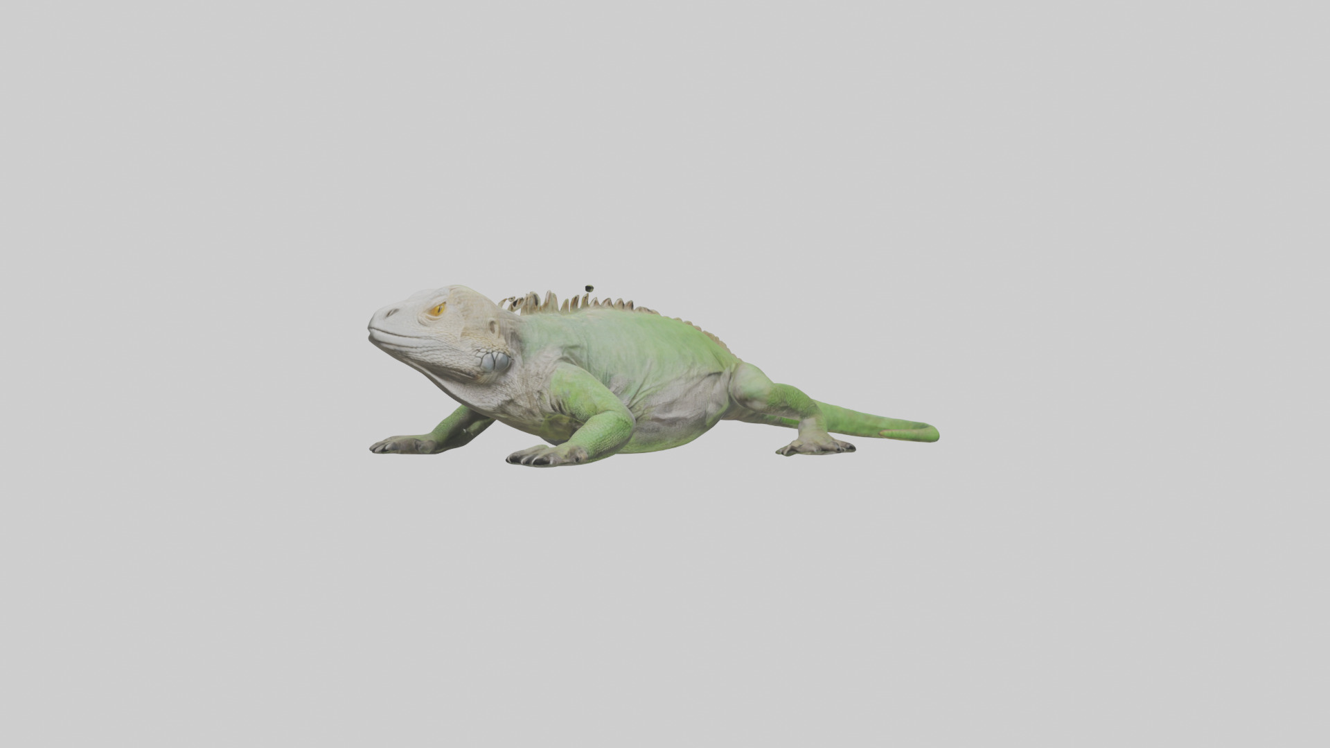 Jamaican Iguana basking model Low-poly 3D model_10