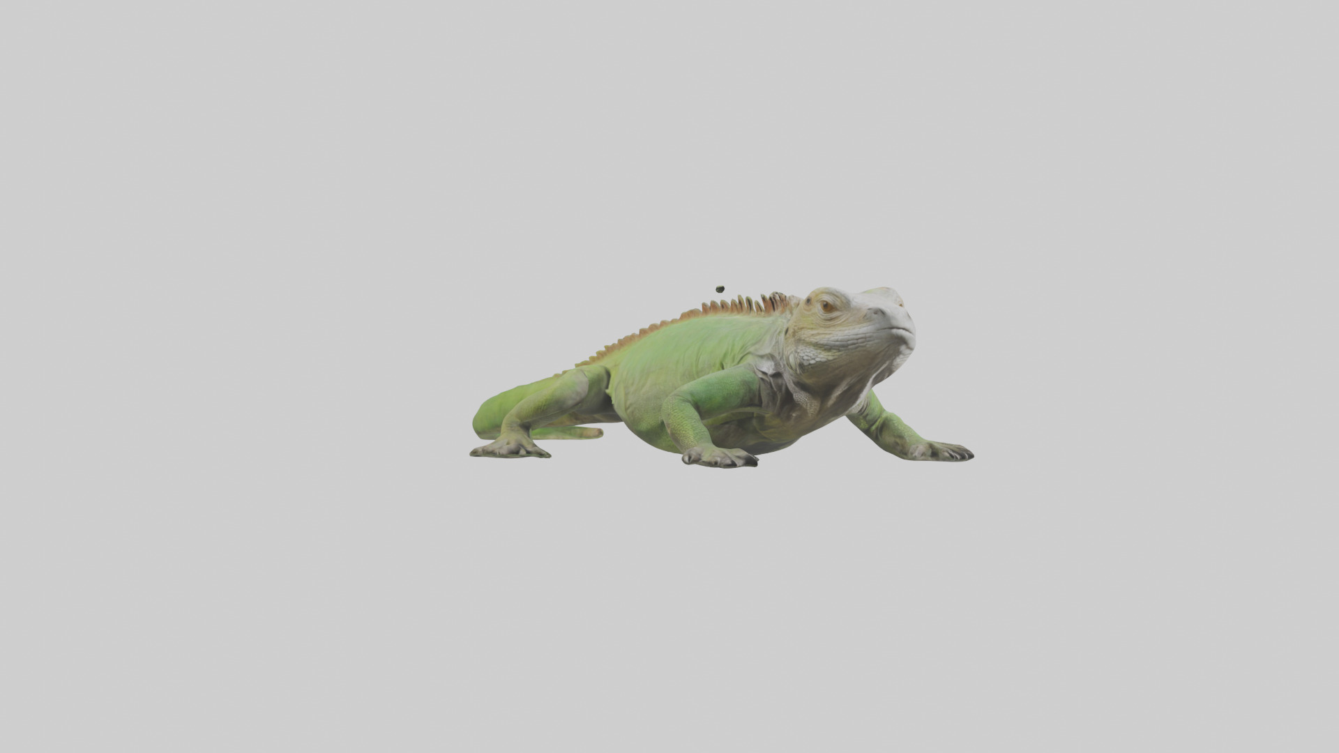 Jamaican Iguana basking model Low-poly 3D model_11