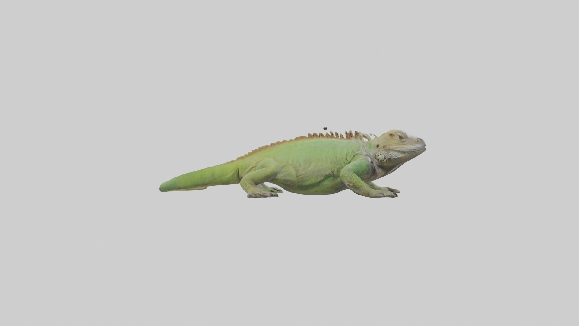 Jamaican Iguana basking model Low-poly 3D model_13