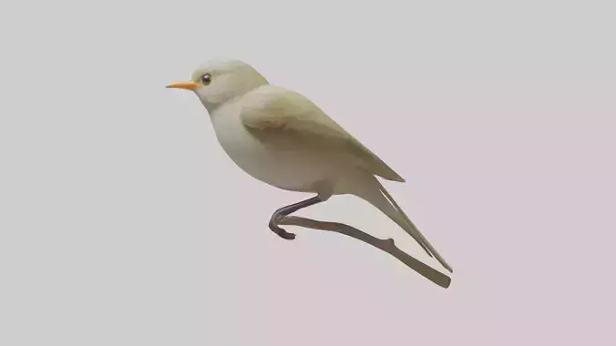 Japanese Bush Warbler perched model