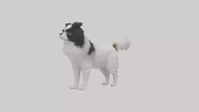 Japanese Chin standing model