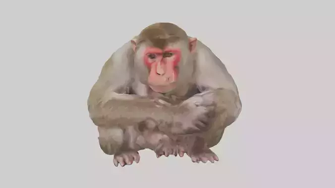 Japanese Macaque grooming model Low-poly 3D model