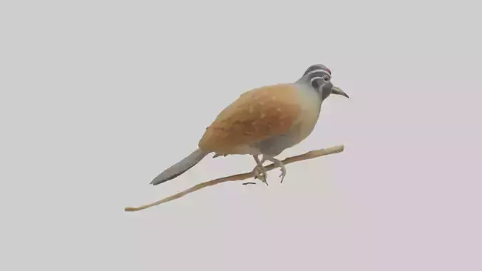 Japanese Quail perched model