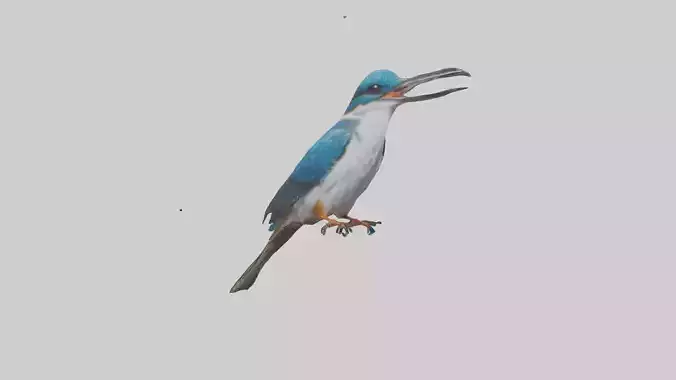 Javan Kingfisher perched model