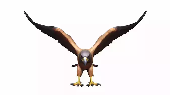 Hawk Bird 3d Model