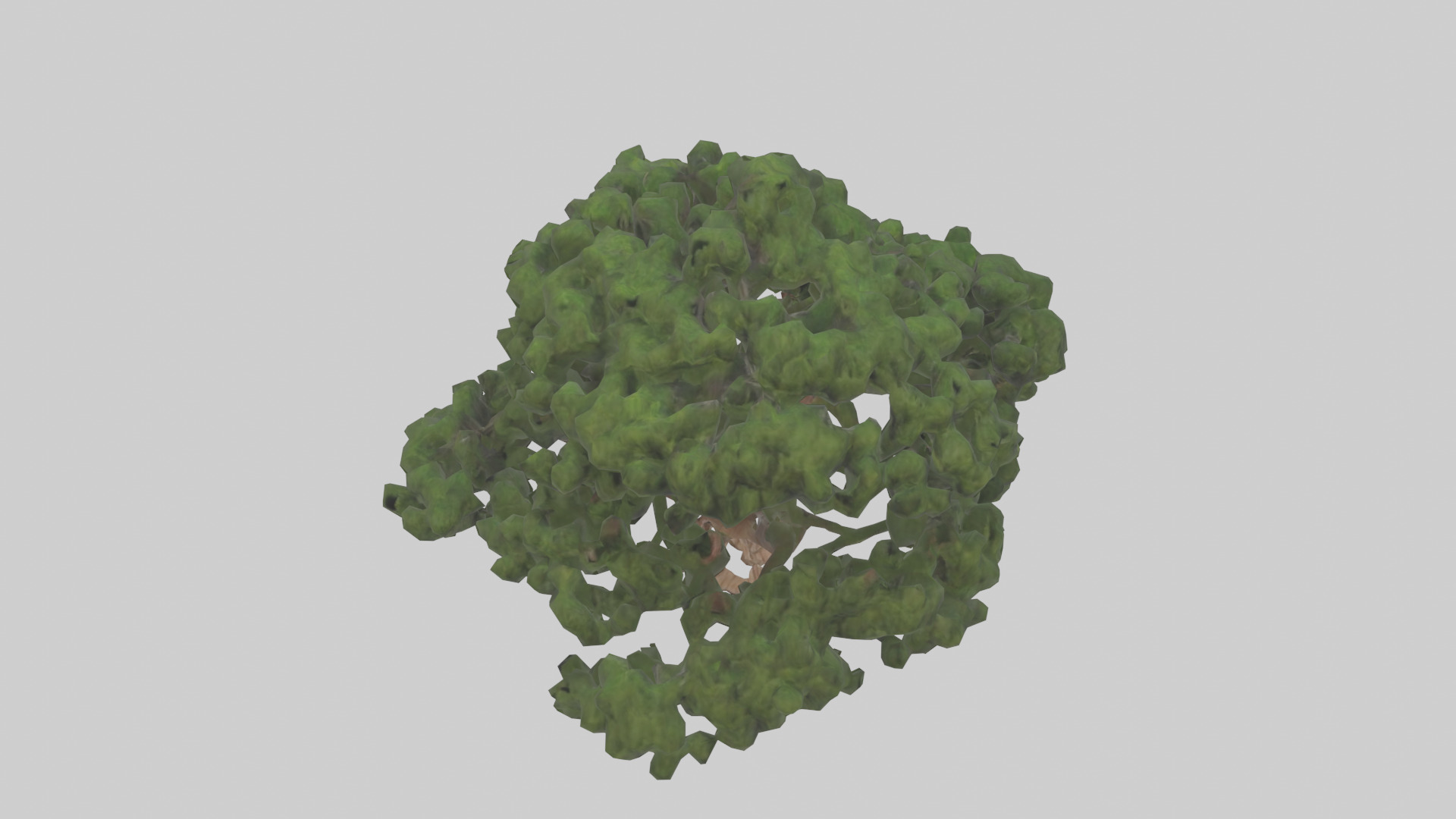 Juniper tree model Low-poly 3D model_16