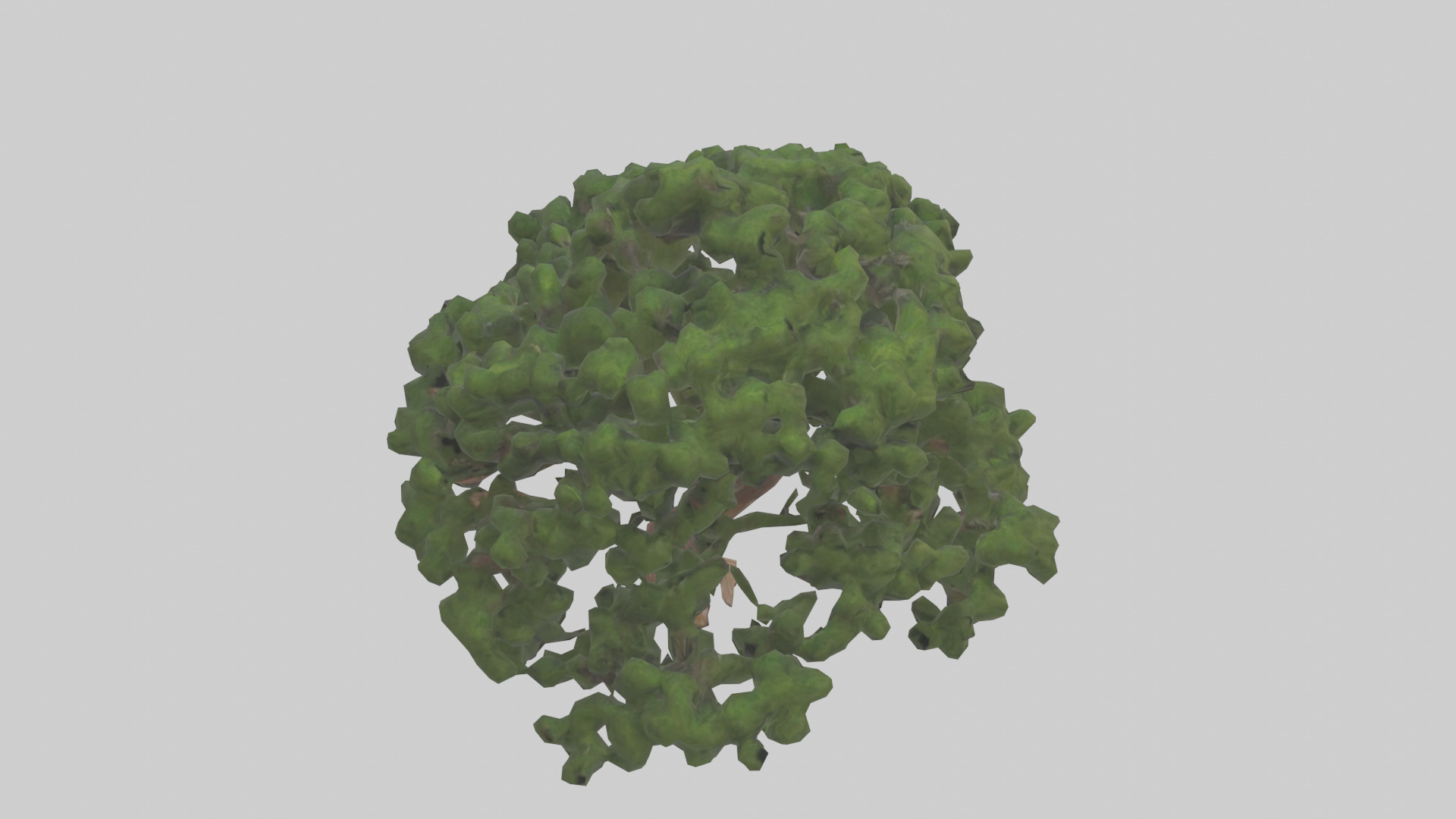 Juniper tree model Low-poly 3D model_18