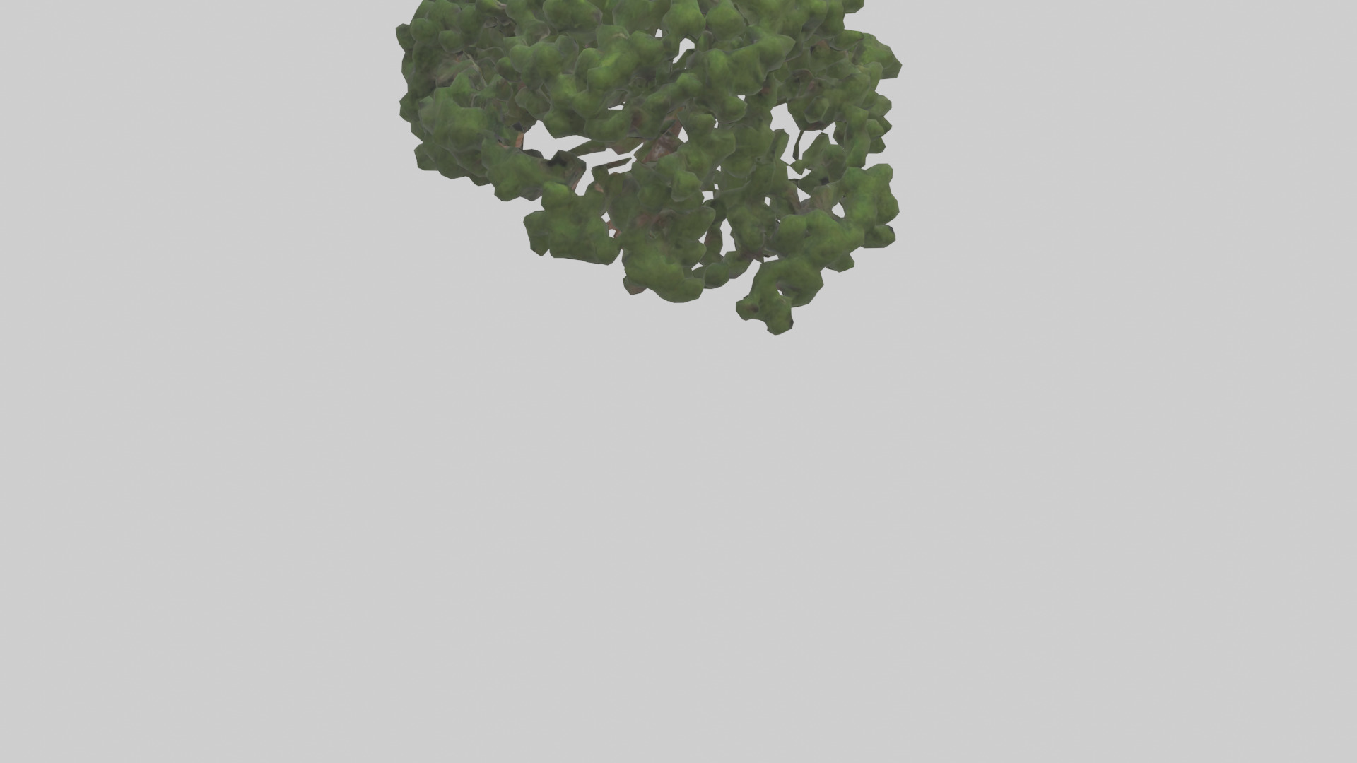 Juniper tree model Low-poly 3D model_4