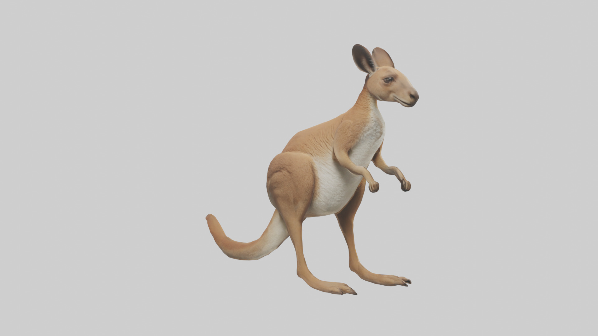 Kangaroo hopping model Low-poly 3D model_3