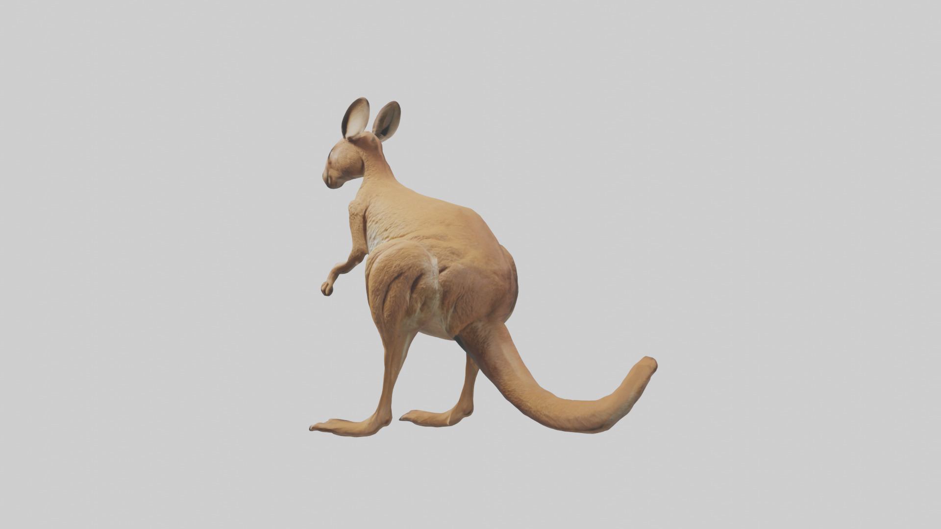 Kangaroo hopping model Low-poly 3D model_10