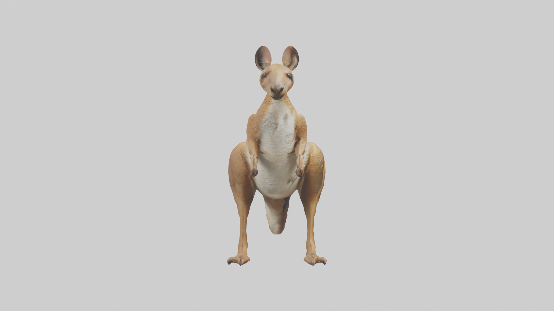 Kangaroo hopping model Low-poly 3D model_13