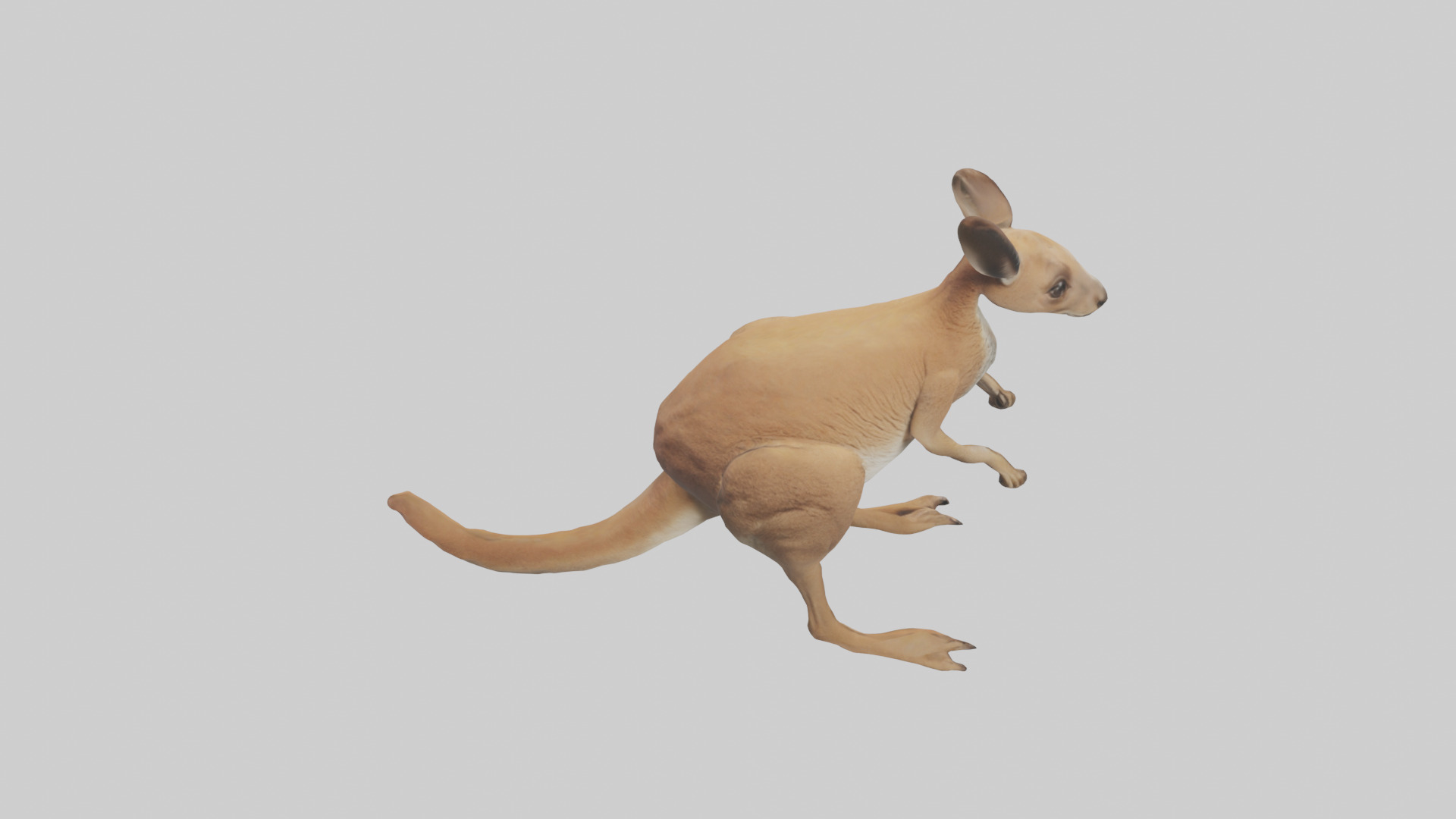 Kangaroo hopping model Low-poly 3D model_15