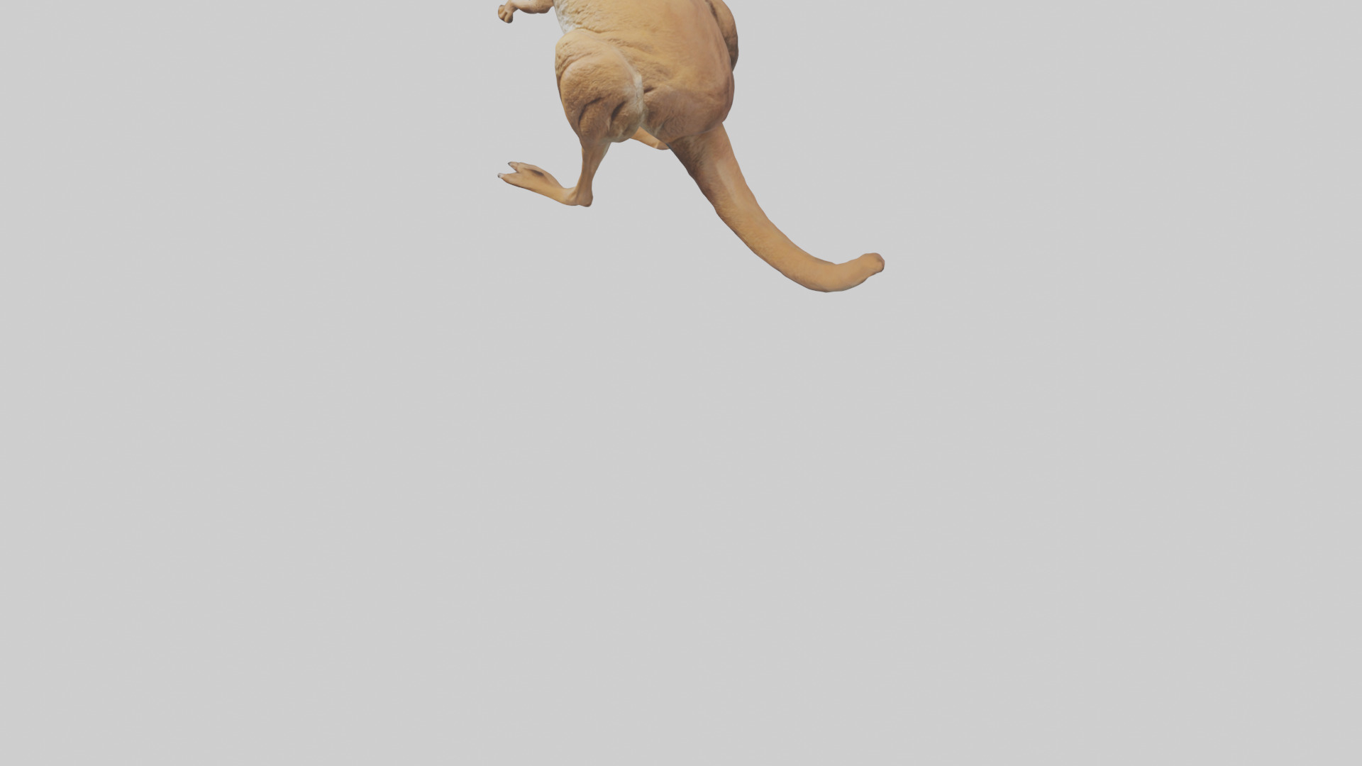 Kangaroo hopping model Low-poly 3D model_6