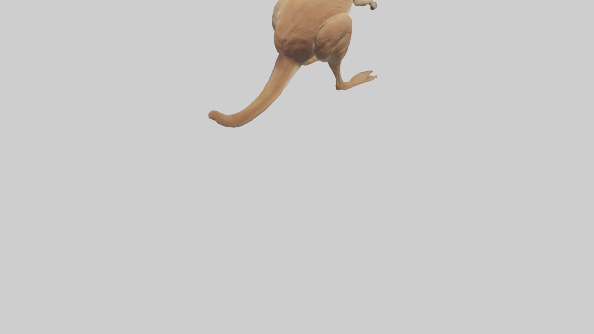 Kangaroo hopping model Low-poly 3D model_4