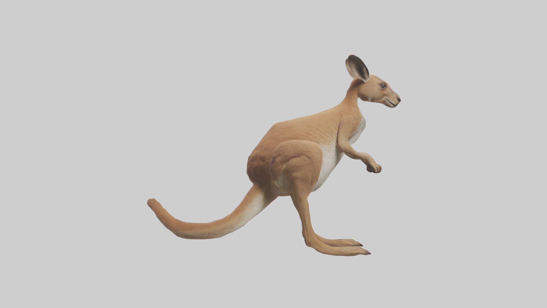 Kangaroo hopping model Low-poly 3D model_1