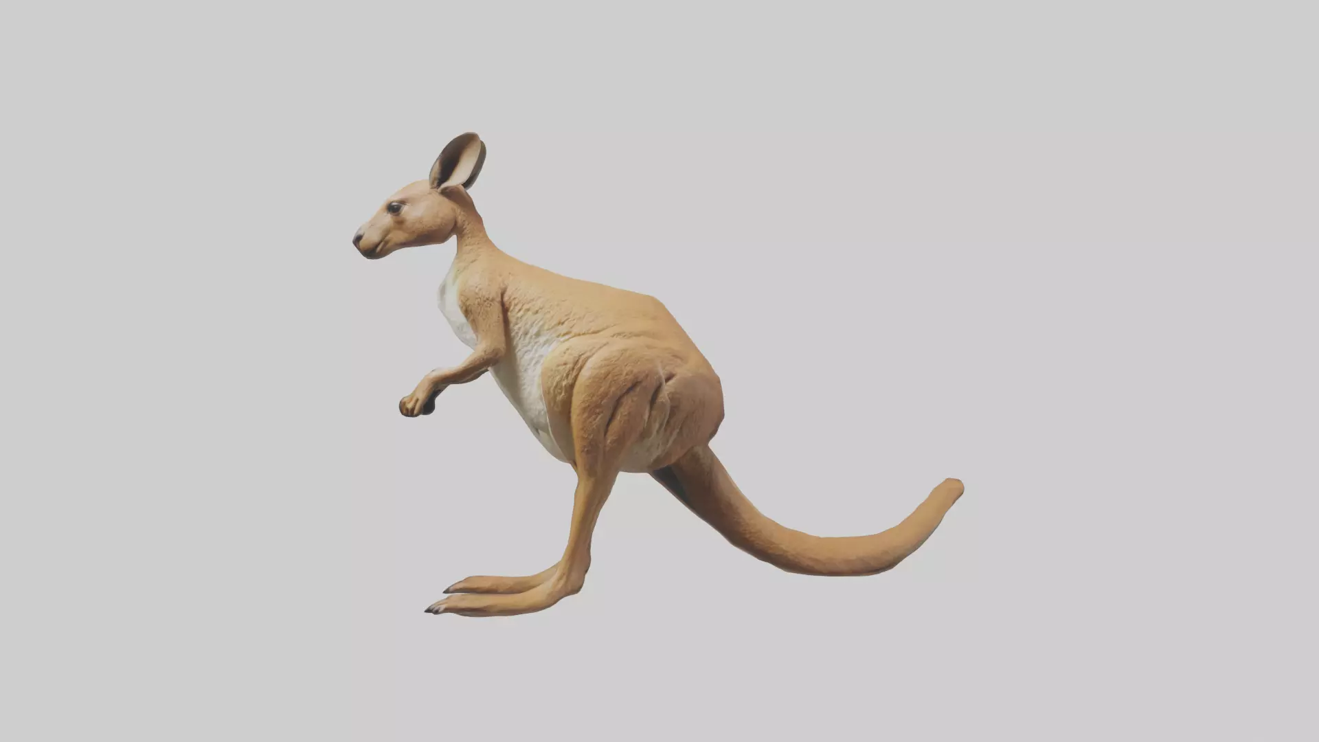 Kangaroo hopping model Low-poly 3D model_0
