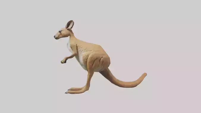 Kangaroo hopping model
