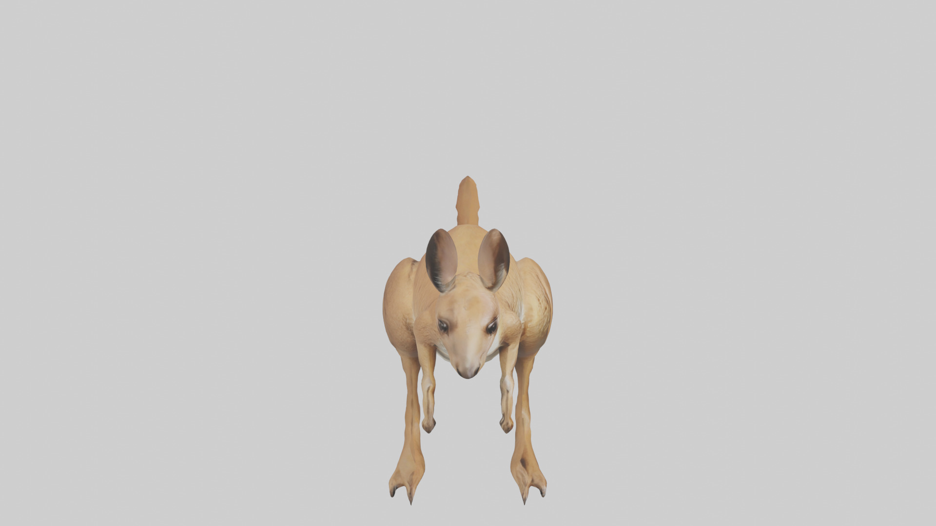 Kangaroo hopping model Low-poly 3D model_18