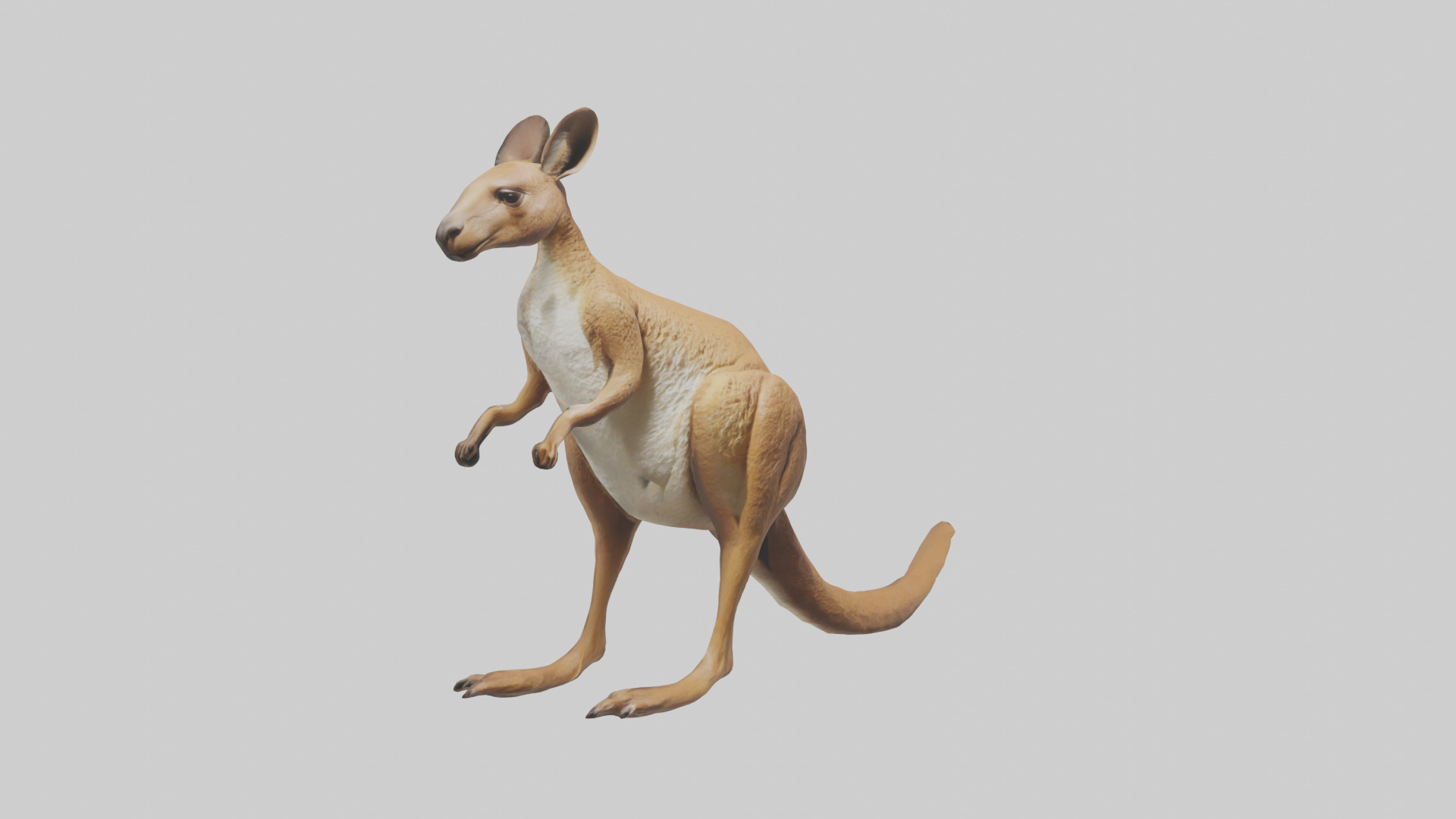 Kangaroo hopping model Low-poly 3D model_11