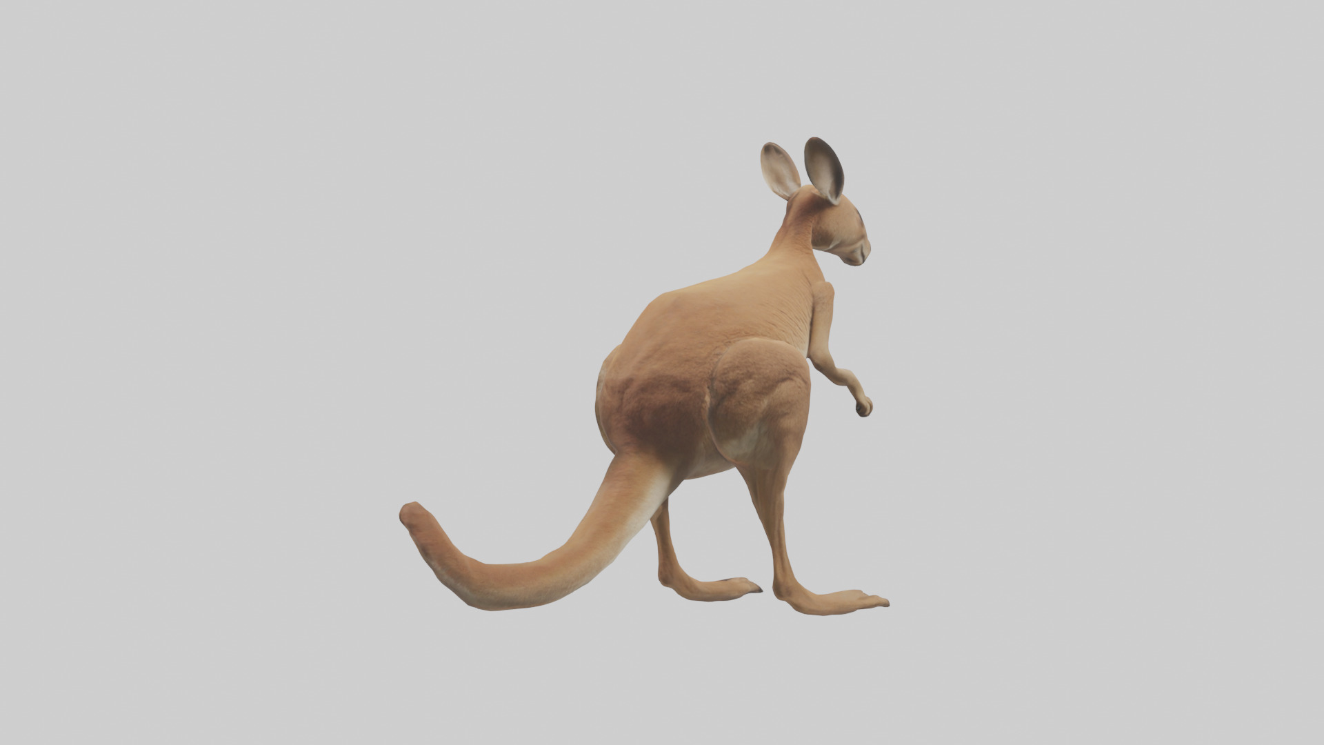 Kangaroo hopping model Low-poly 3D model_2