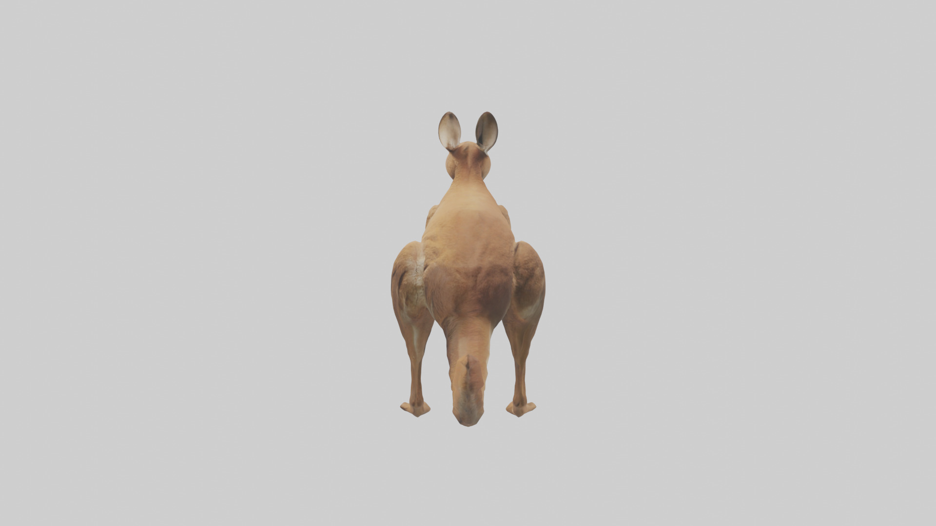 Kangaroo hopping model Low-poly 3D model_12