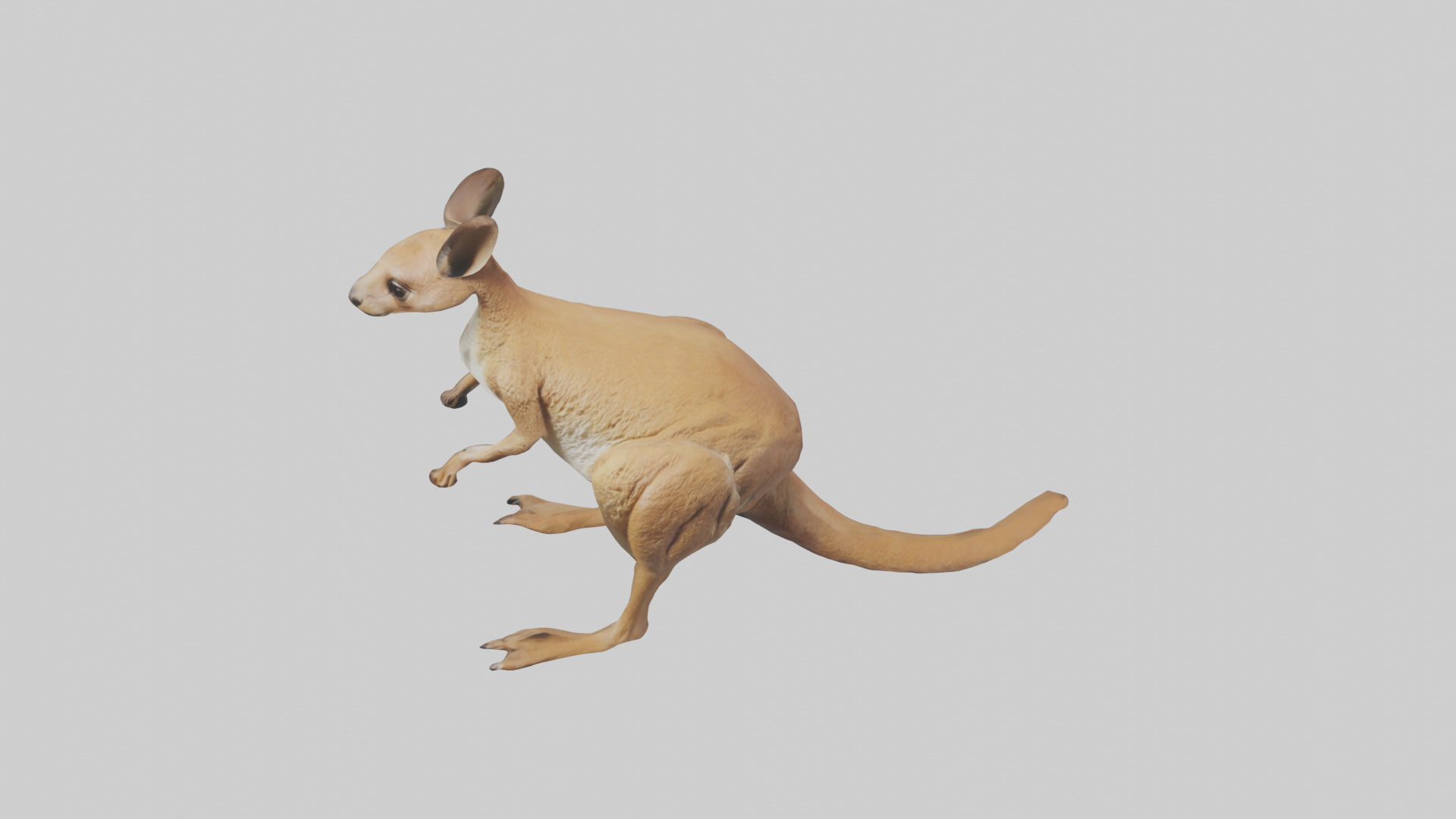 Kangaroo hopping model Low-poly 3D model_16