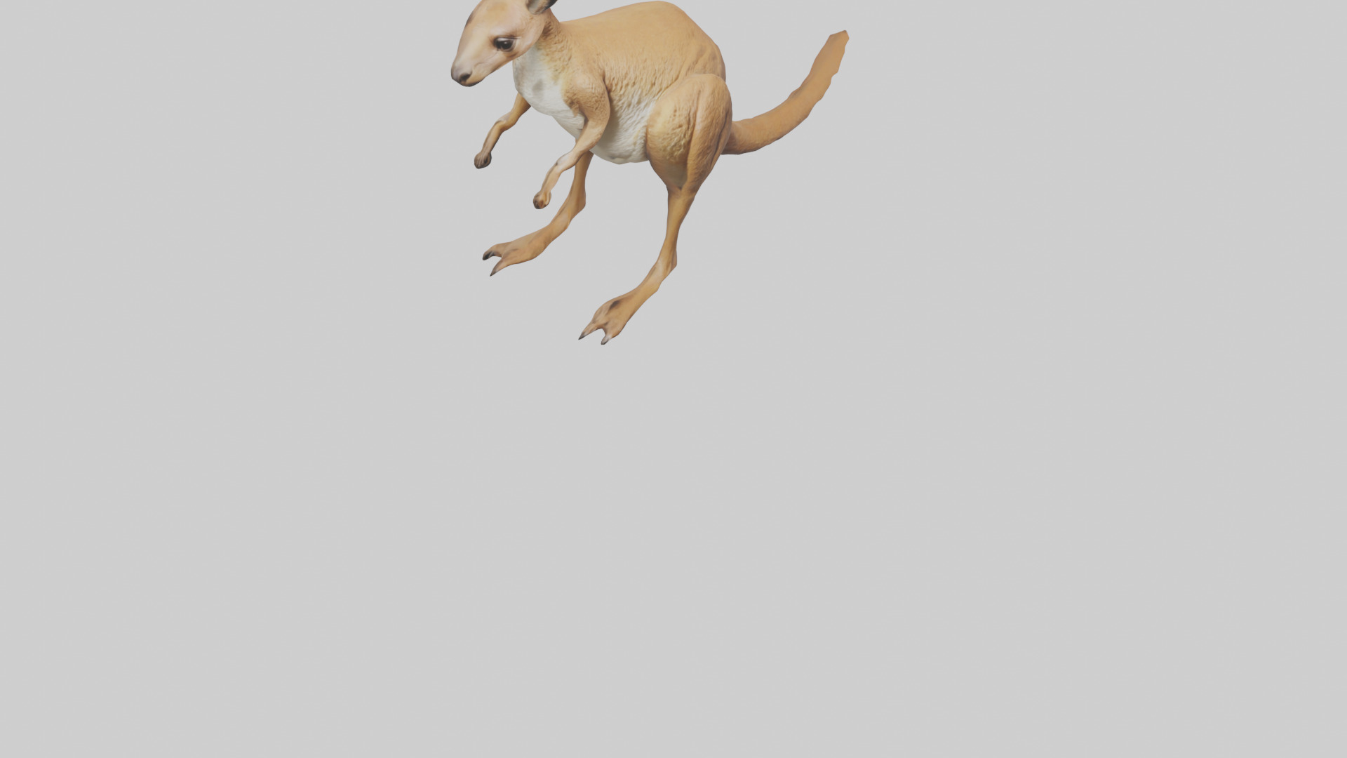 Kangaroo hopping model Low-poly 3D model_7