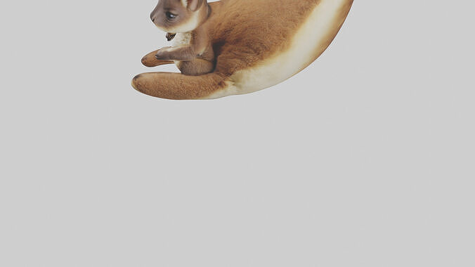 Kangaroo joey in pouch model Low-poly 3D model 7